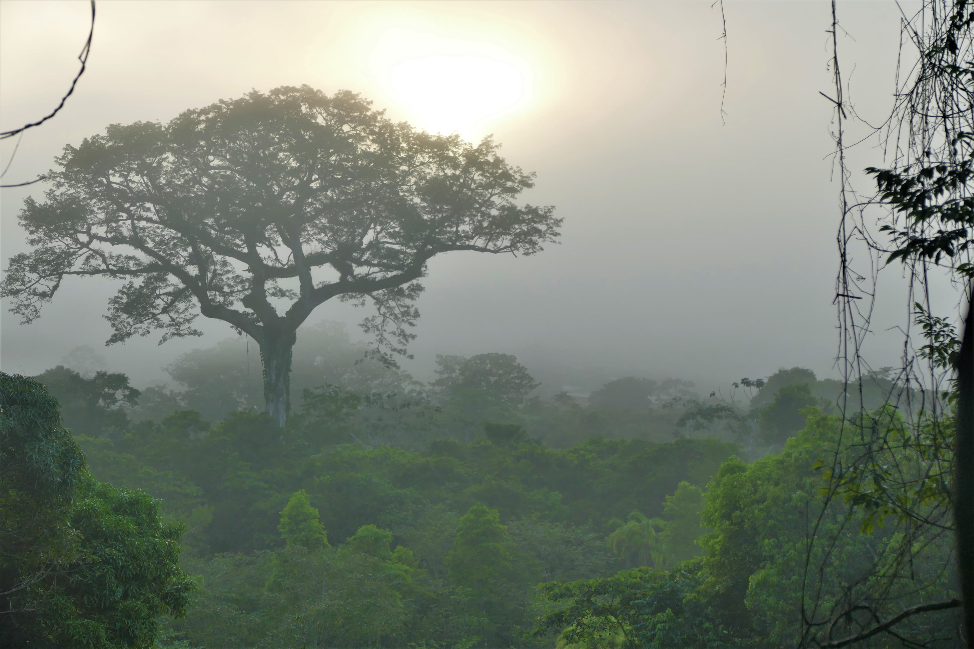 Fromager (kapokier) au lever du jour dans le Parc amazonien de Guyane, à Saül